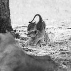 "The Crown Prince" 98x98