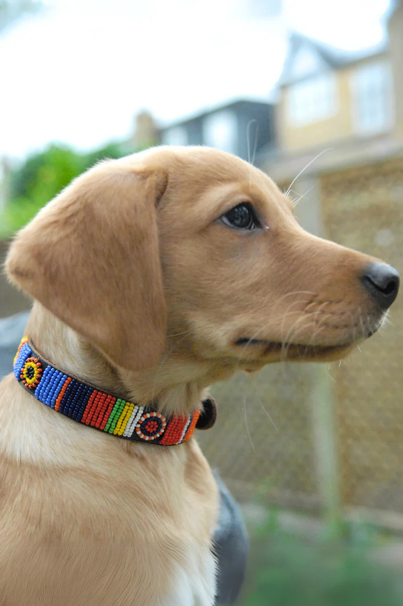 Hundehalsbånd S/M
