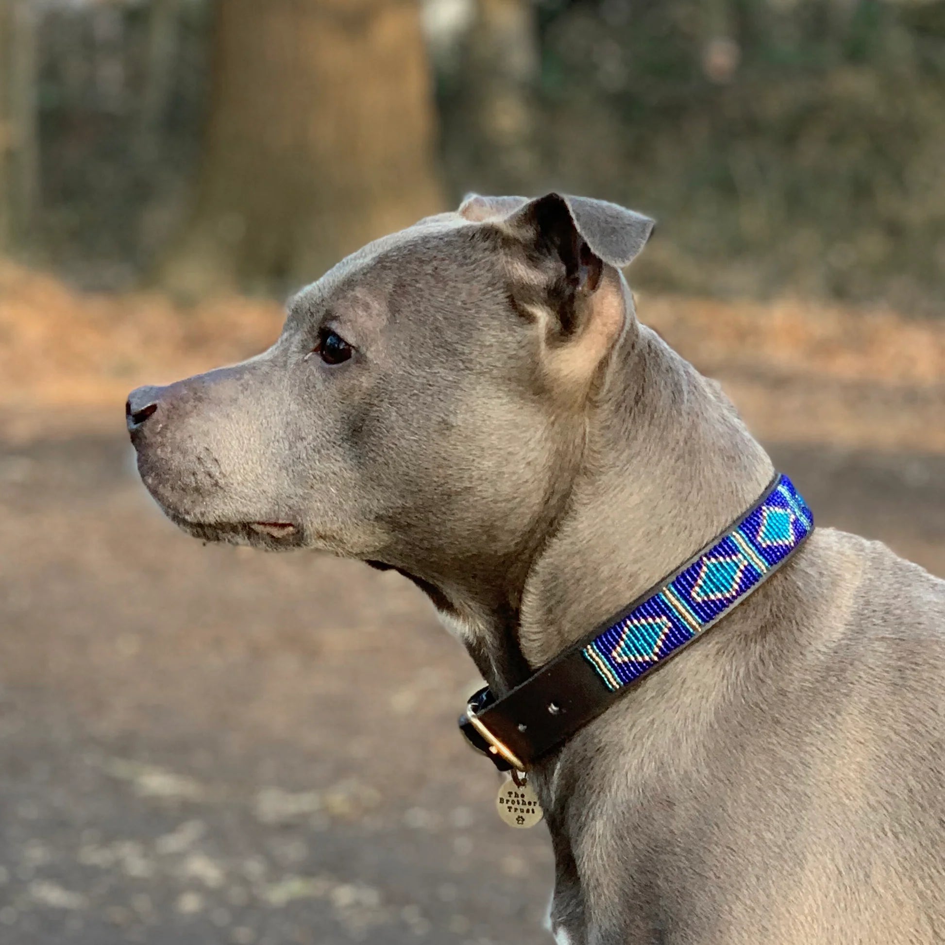 Hundehalsbånd M/L