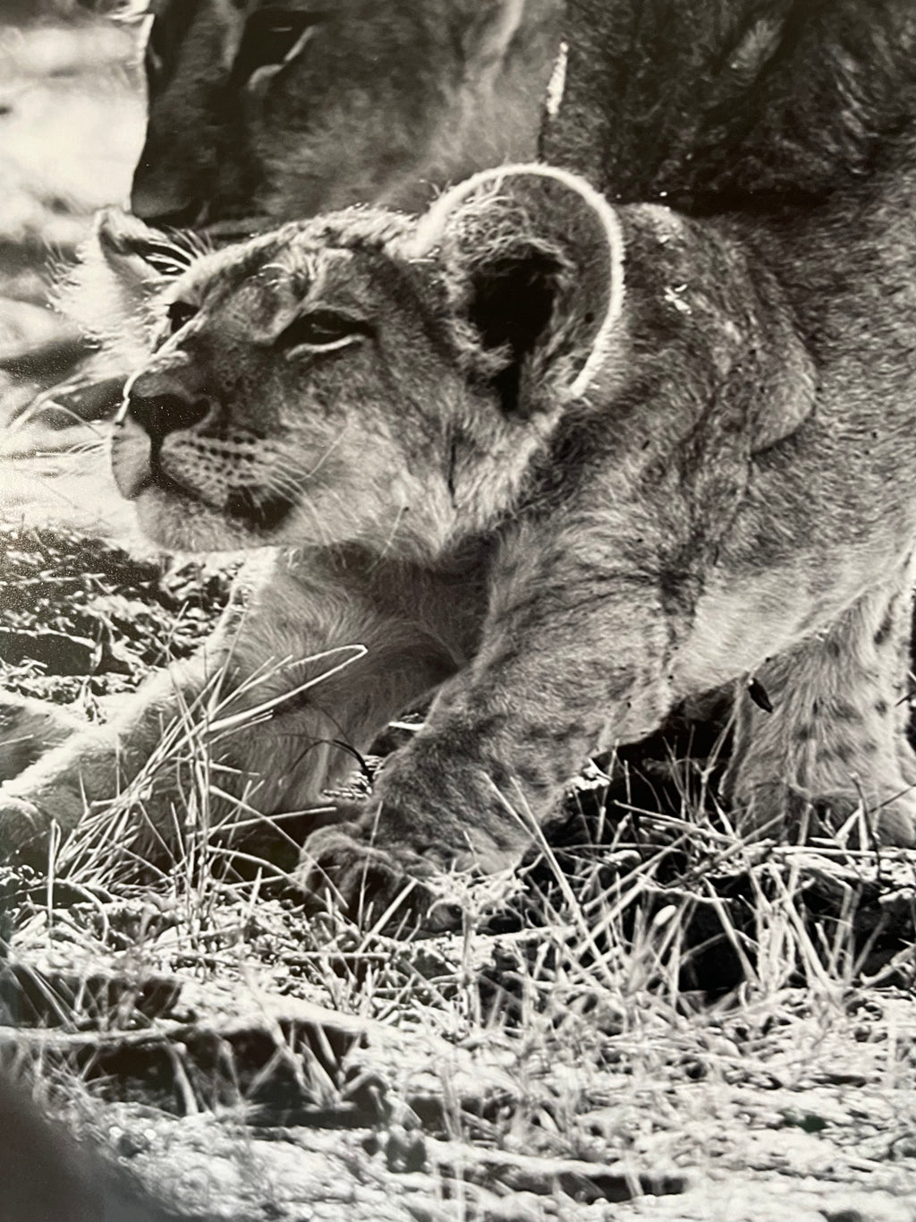 "The Crown Prince" 98x98