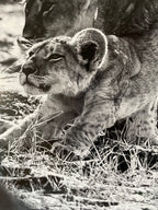 "The Crown Prince" 98x98