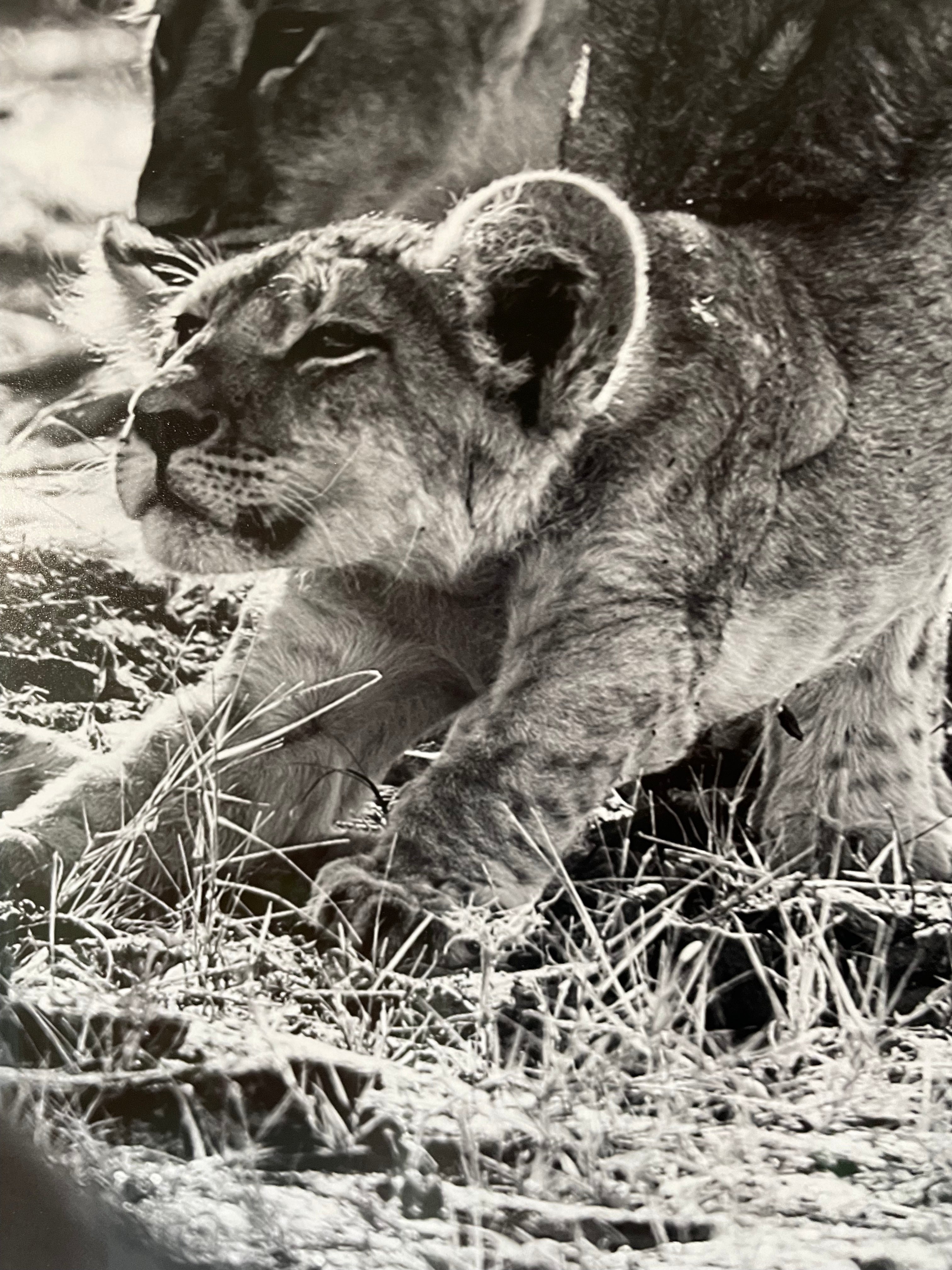 "The Crown Prince" 98x98