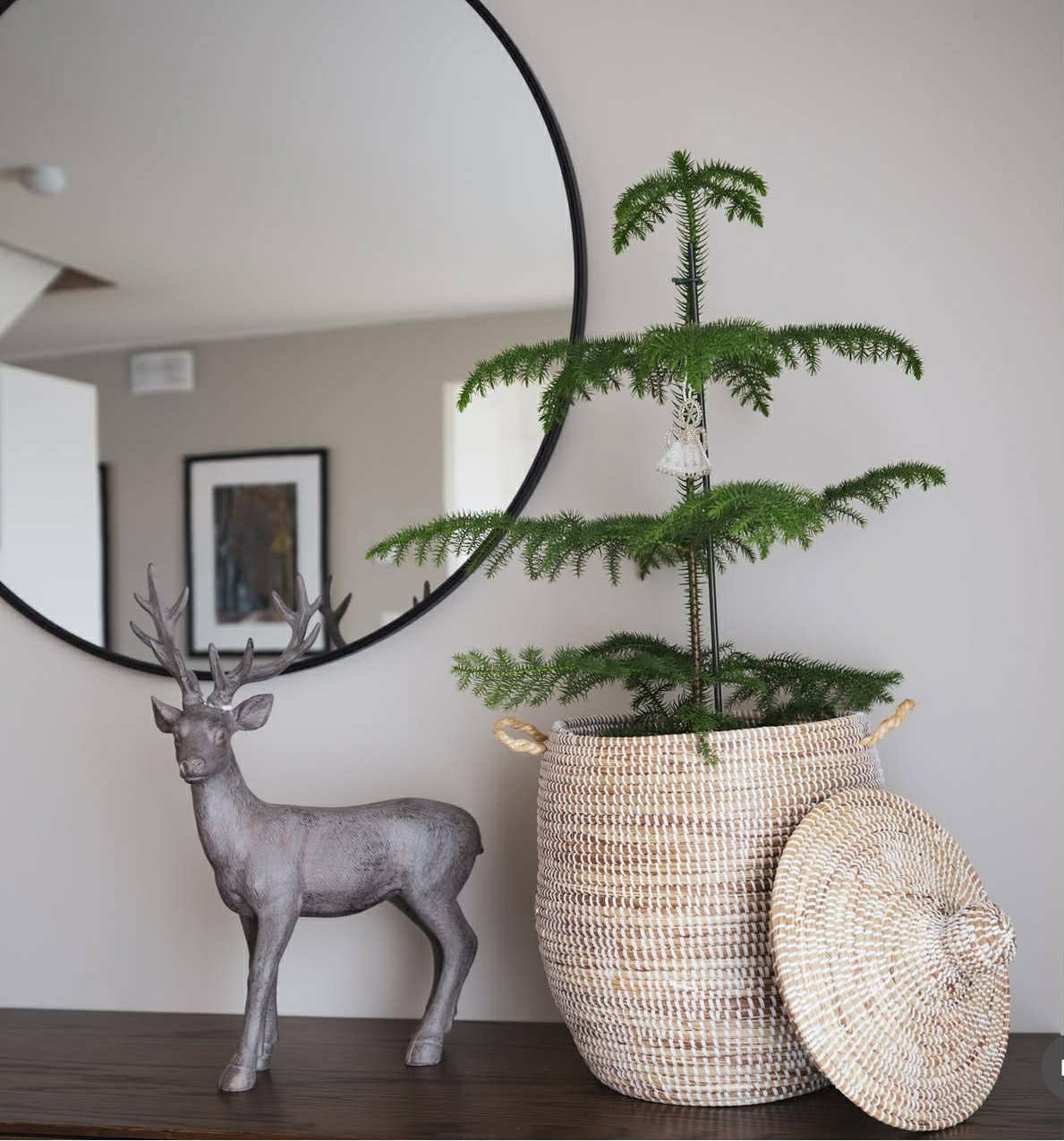 Savannenkurv - Liten hvit natur