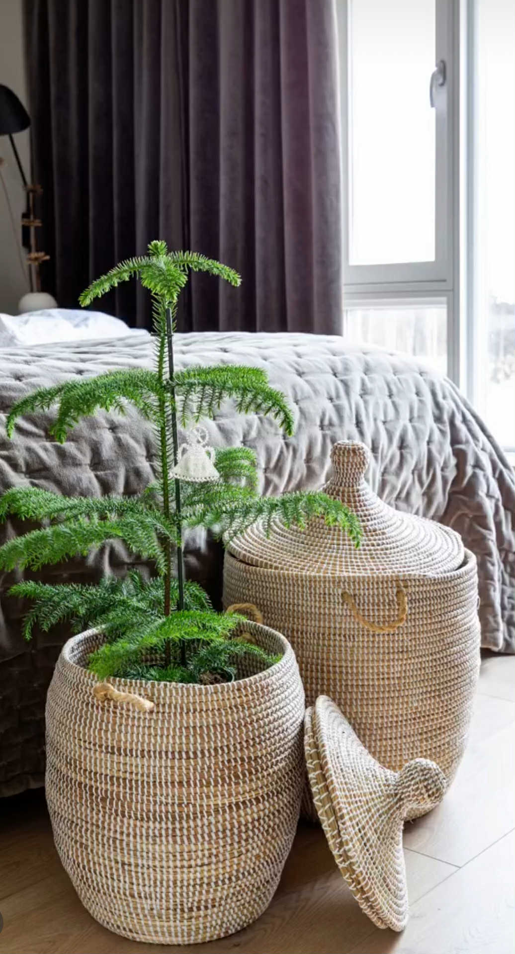 Savannenkurv - Liten hvit natur