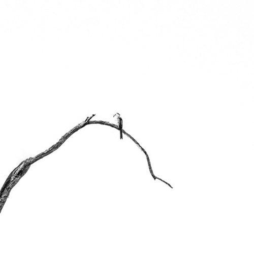 "A Bird", bilde 2