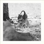 "The Crown Prince" 98x98