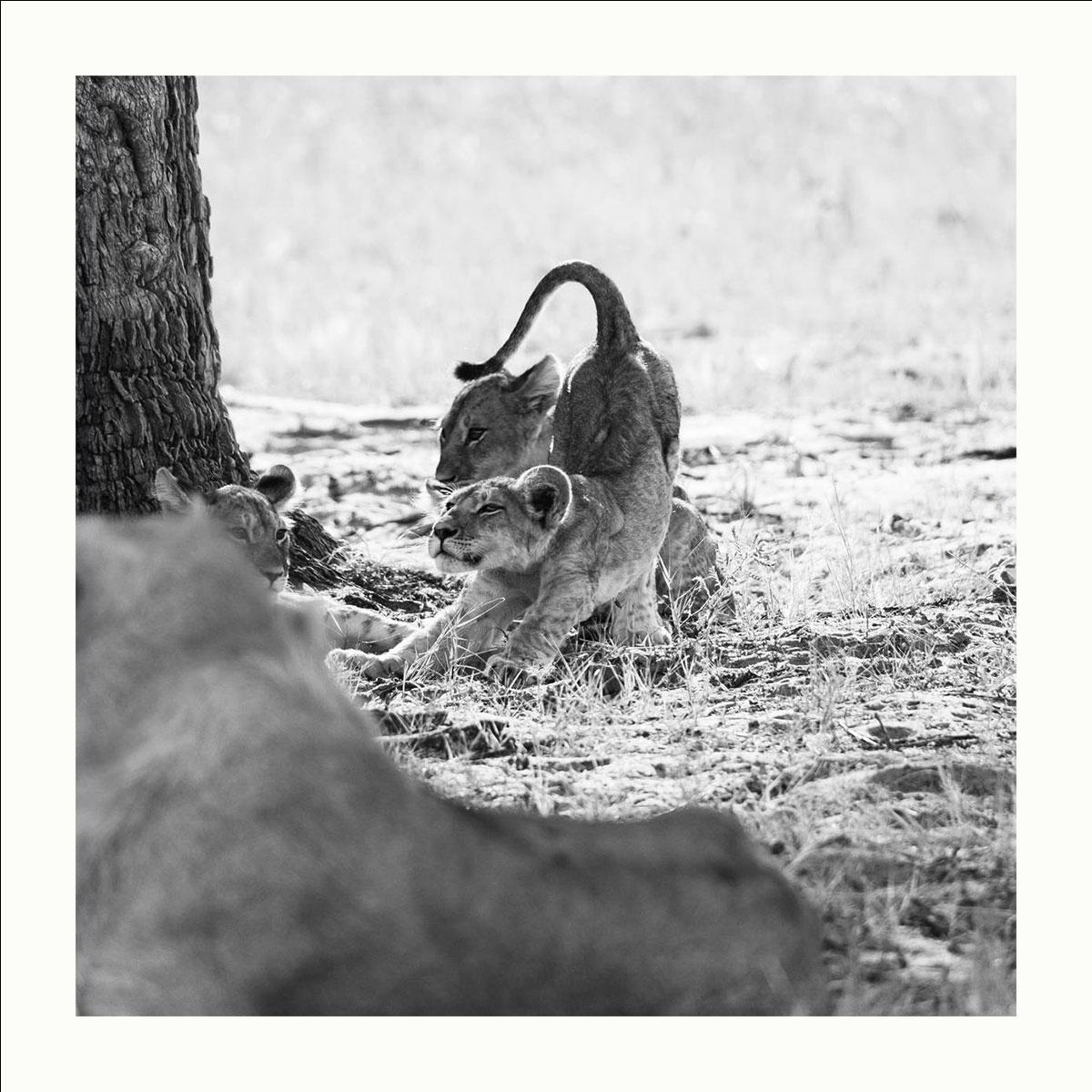 "The Crown Prince" 98x98