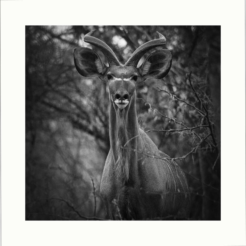 "Kudu" 98x98