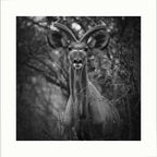 "Kudu" 98x98
